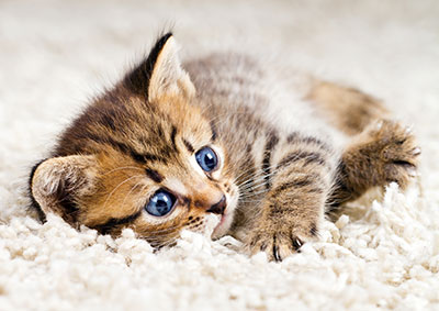 Rug Cleaning
